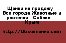 Щенки на продажу - Все города Животные и растения » Собаки   . Крым